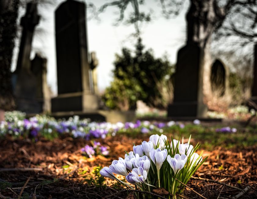 A cluster of white and light purple crocus flowers with green stems and narrow leaves growing in the soil, positioned in the foreground of a cemetery scene. In the background, blurred gravestone monum